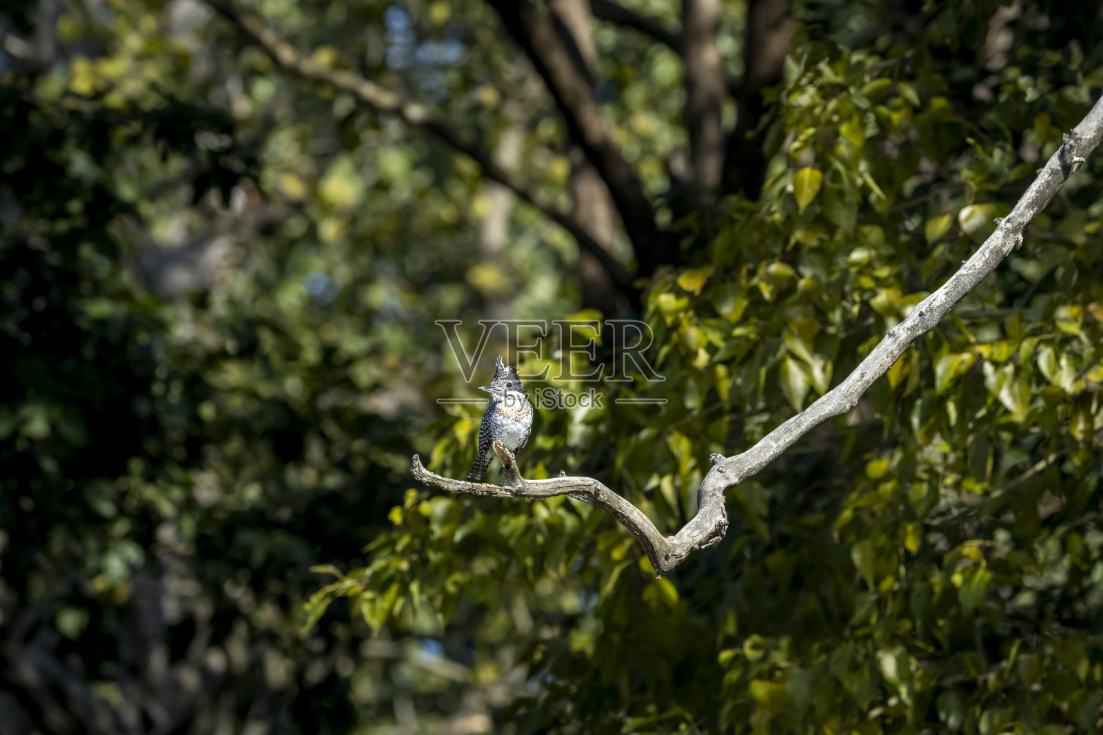 冠鱼狗或悲鸦鹃栖息在自然绿色背景的树枝上，冬季时节，位于印度乌塔拉坎德的吉姆·科尔贝特国家公园老虎保护区的迪卡拉区域。照片摄影图片