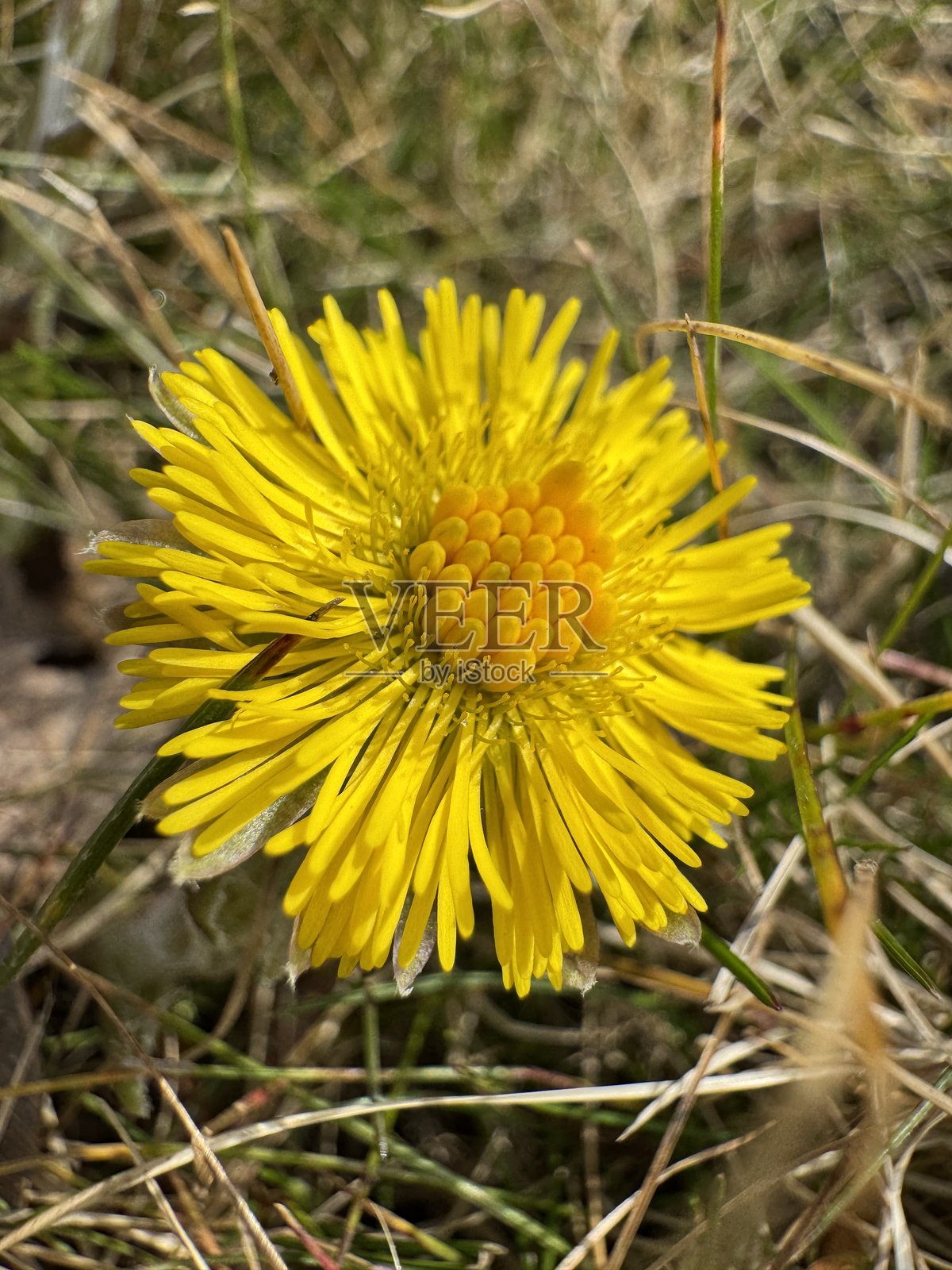 蒲公英照片摄影图片