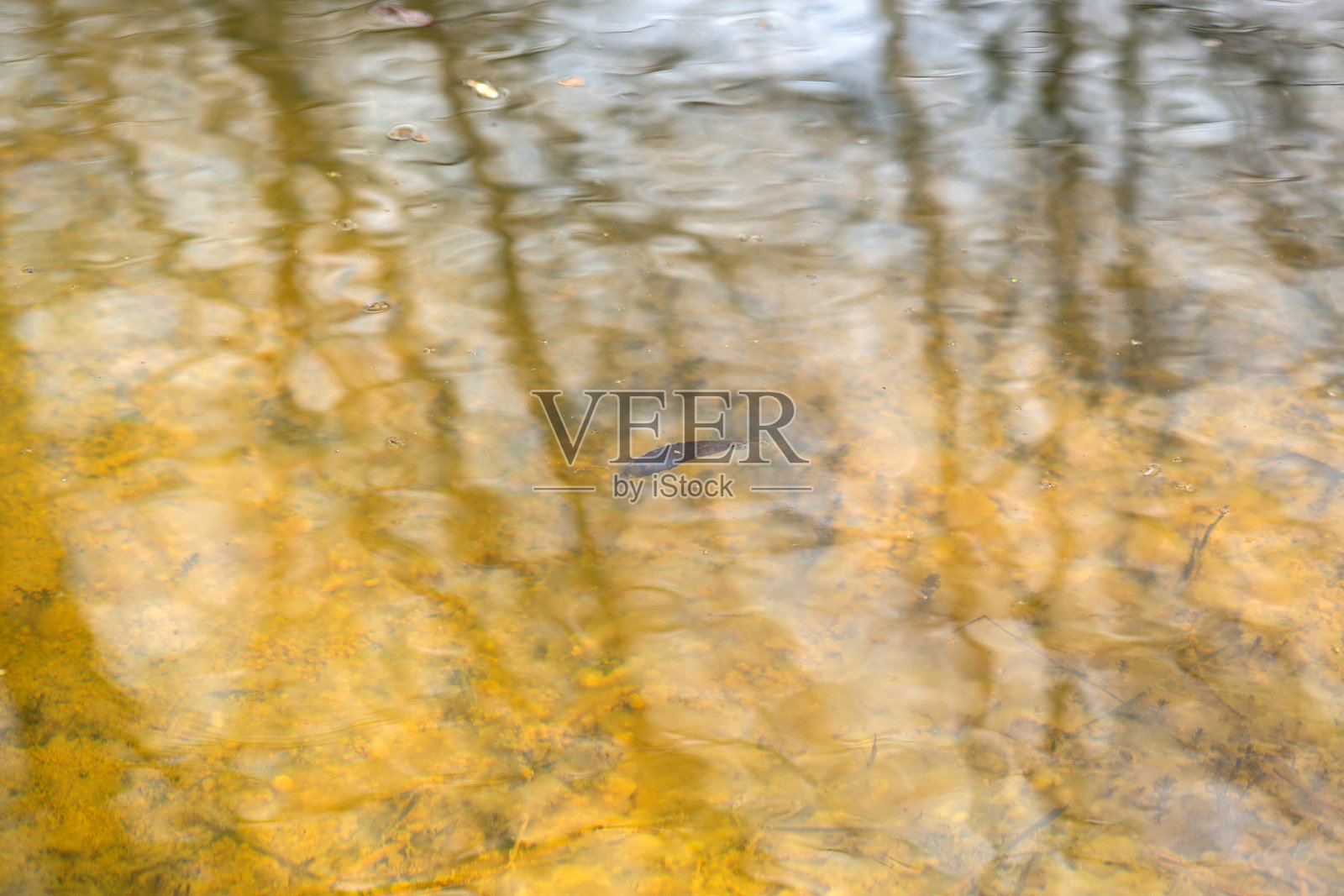 鱼在清澈的水中游动，水面映出树木的倒影照片摄影图片