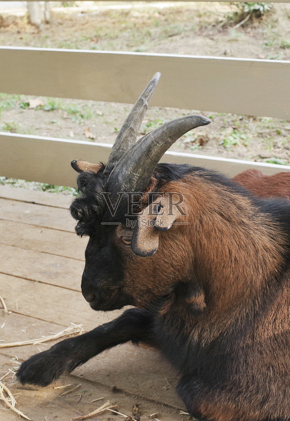 可爱的棕白色山羊在农场休息照片摄影图片