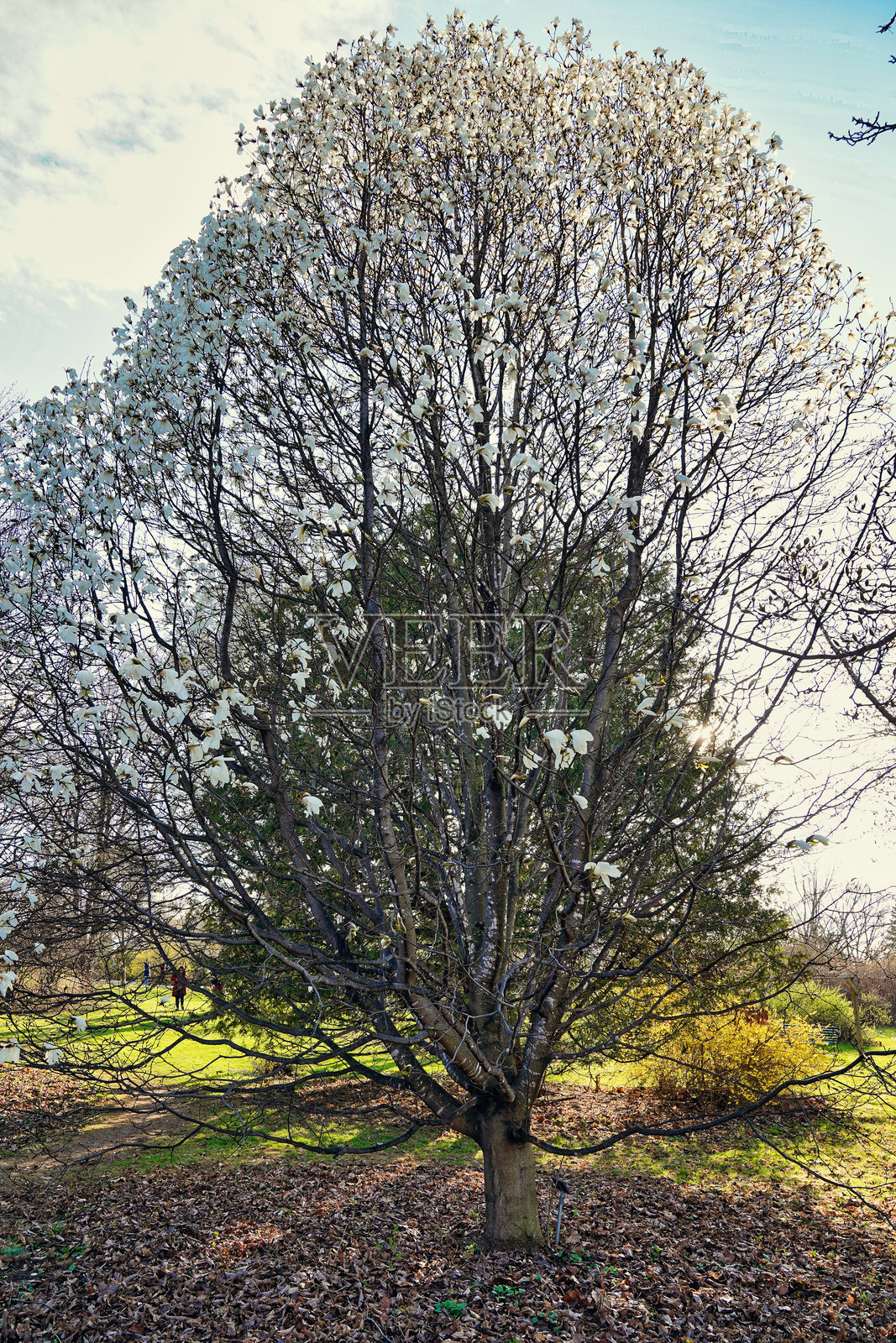 白玉兰树，统治者植物园，渥太华，安大略省，加拿大照片摄影图片