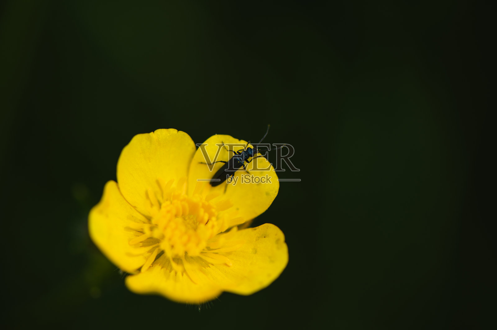 春天里在黄色黄花菜花上的甲虫照片摄影图片