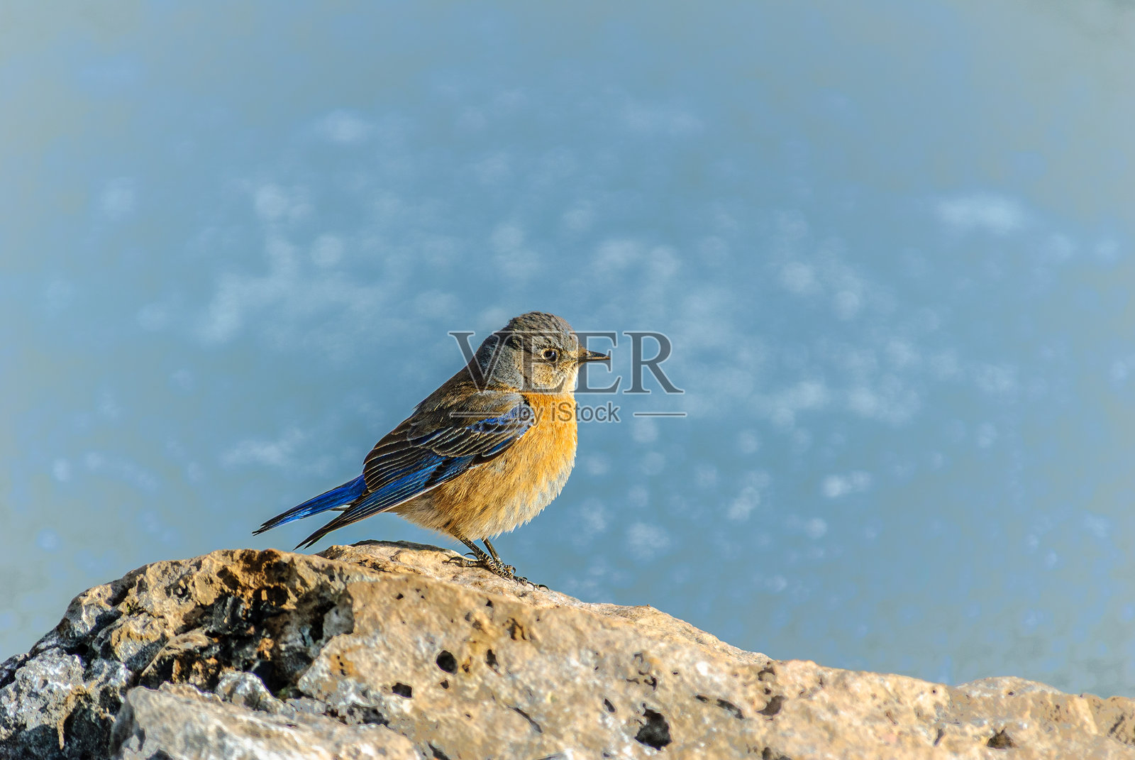 西部蓝鸟照片摄影图片