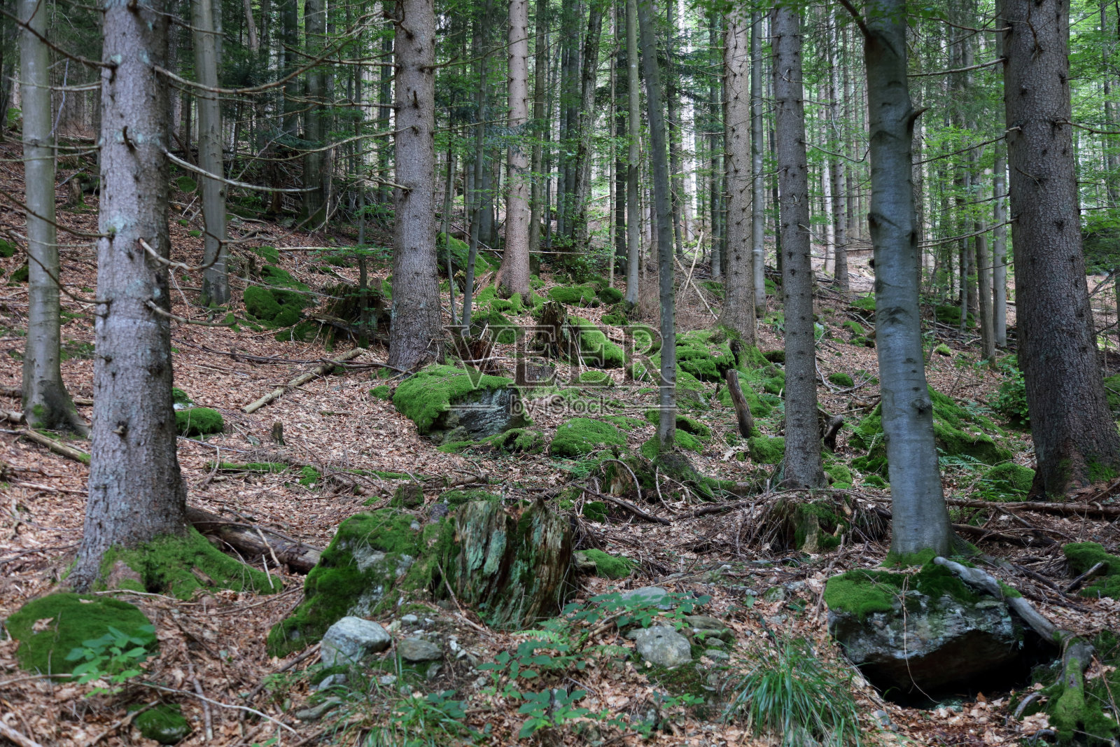 巴伐利亚的风景 - 巴伐利亚森林照片摄影图片