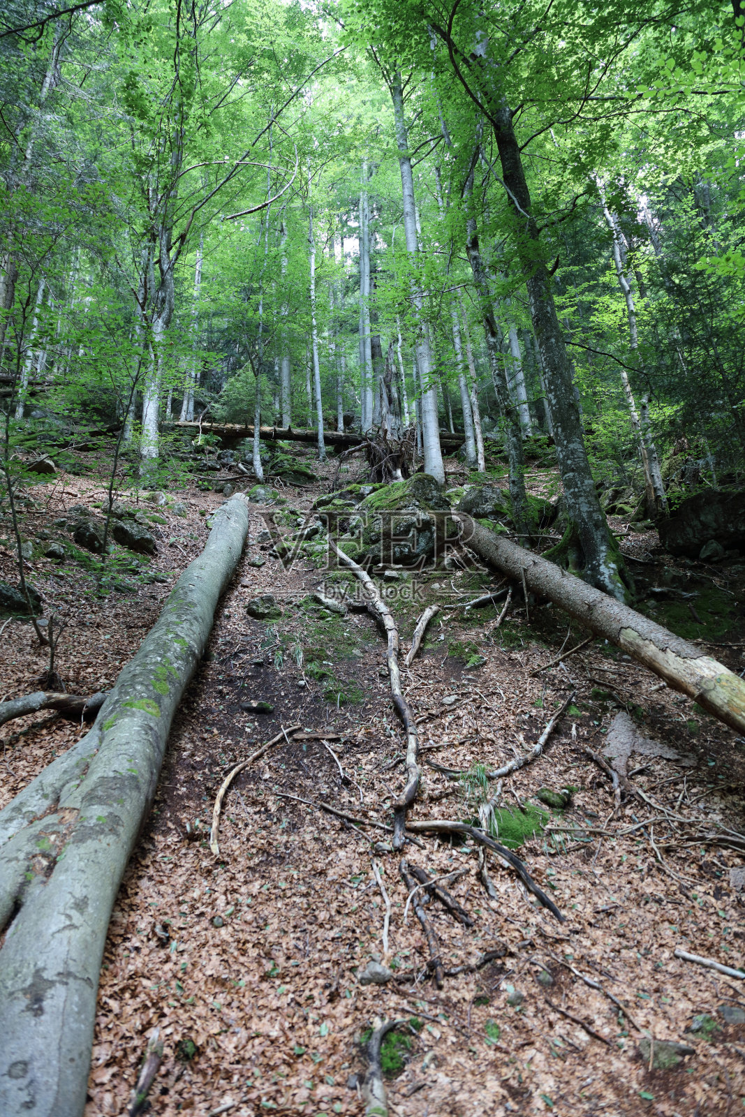 巴伐利亚的风景 - 巴伐利亚森林照片摄影图片