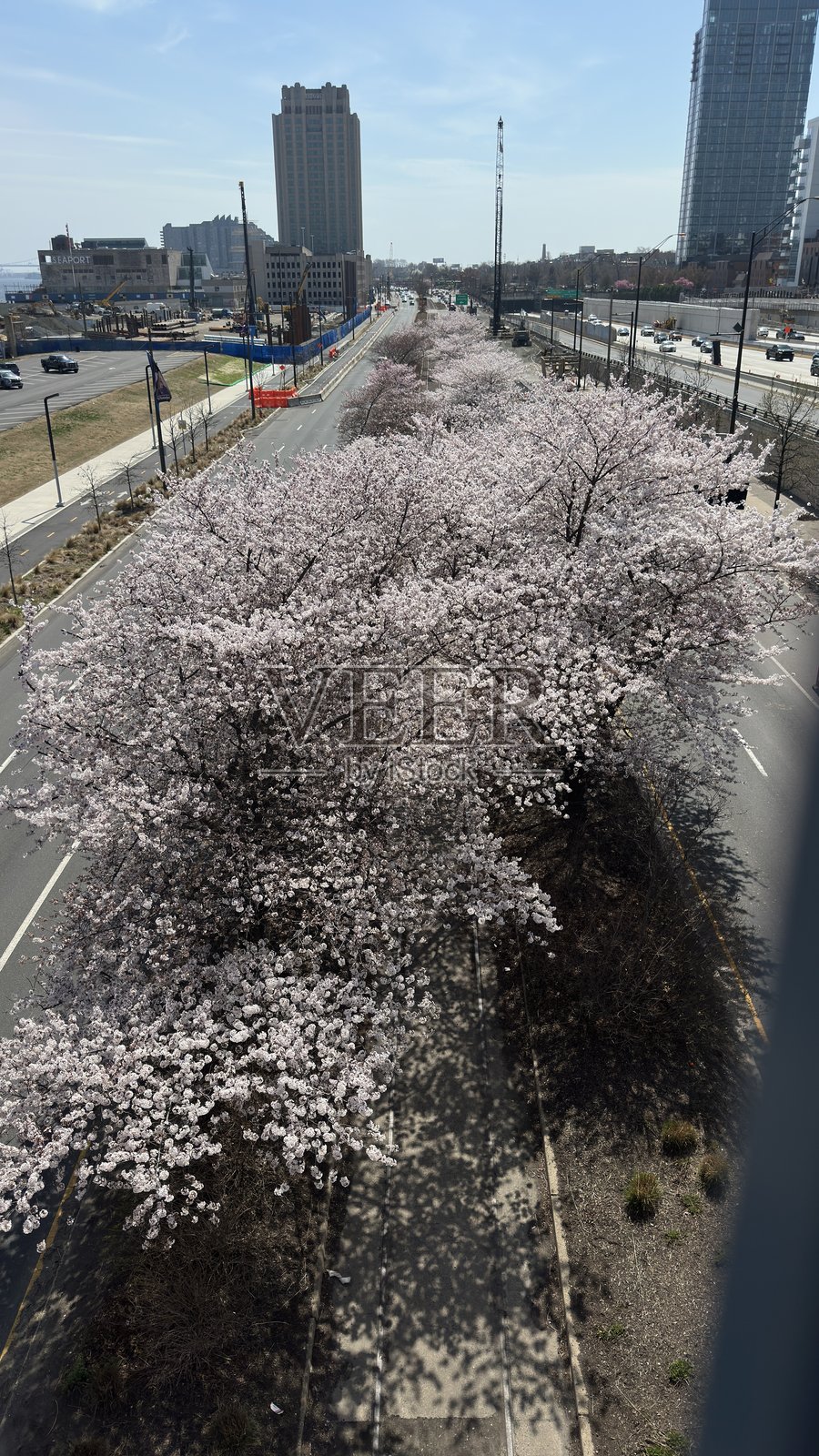 樱花树盛开照片摄影图片