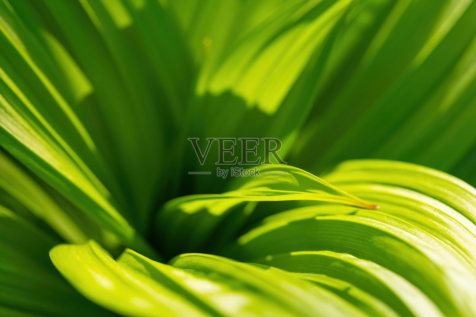 明亮的绿色叶子在正午阳光下的郁郁葱葱的花园中营造出鲜明的质感照片摄影图片