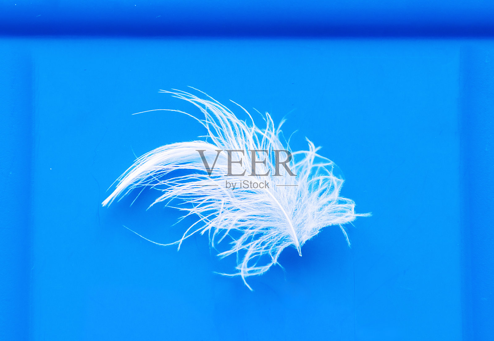 宏观白色羽毛照片摄影图片