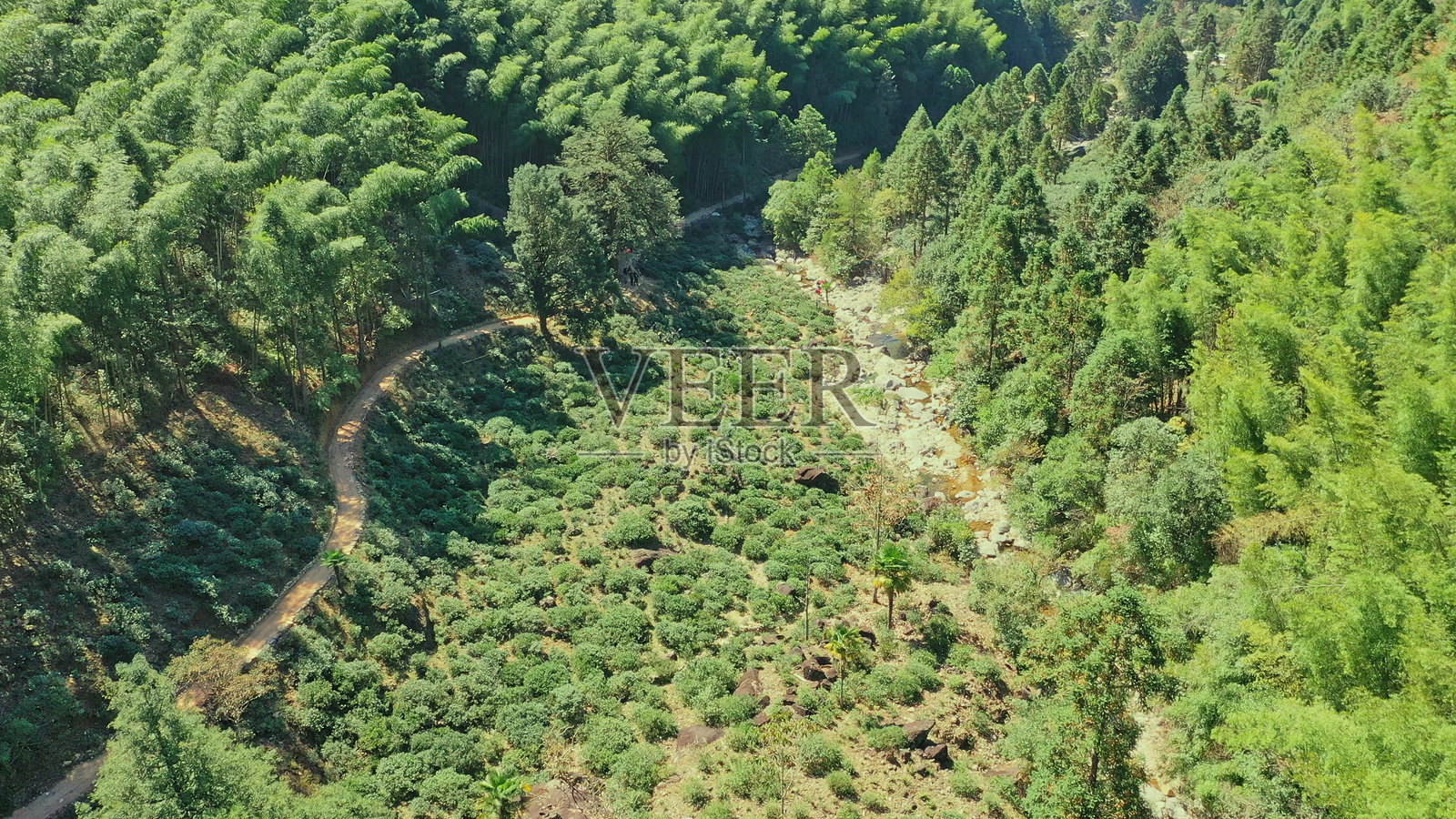 茶园，茶叶种植，武夷山，南平，福建，中国。大红袍茶。拇指茶园。照片摄影图片