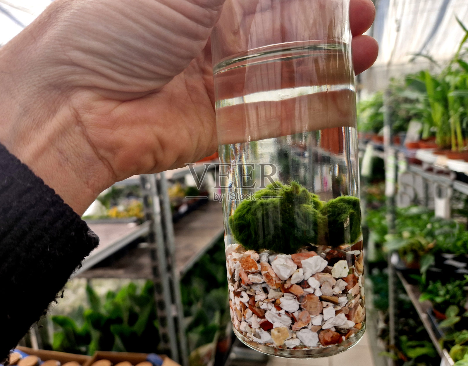 穿着毛衣的男人手持一个水珠形状的试管。底部是卵石，作为水质实验的生长介质，家植物通常在小罐子或水容器中生长。照片摄影图片