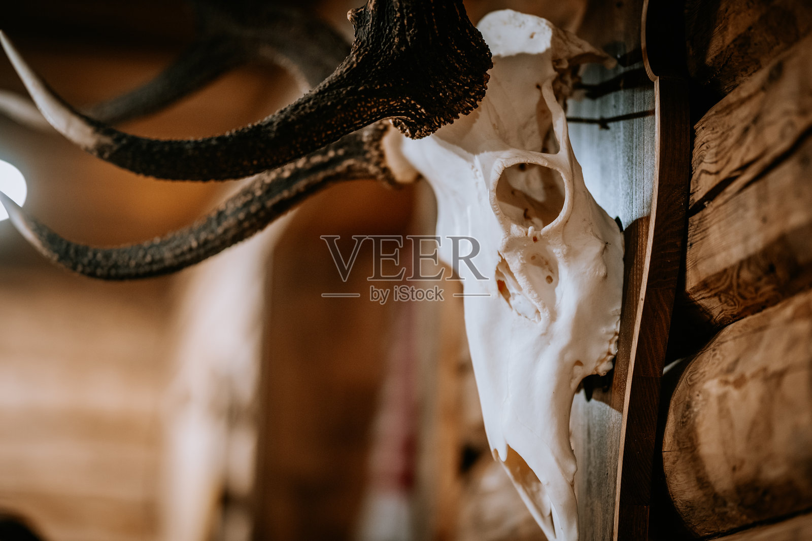 带角的鹿头骨挂在木墙上，作为小屋或木屋风格室内的乡村装饰。照片摄影图片