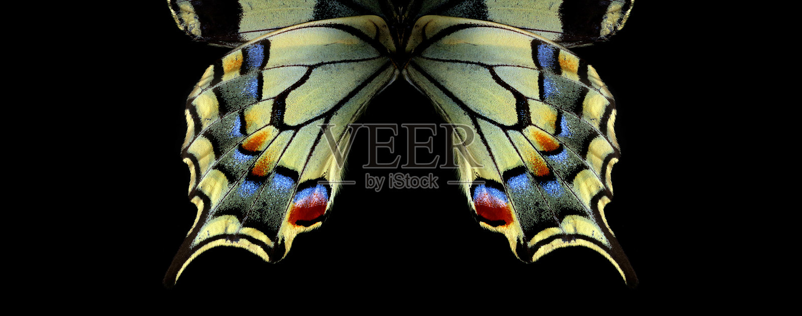 自然抽象图案。凤蝶的翅膀。特写。蝴蝶翅膀的纹理背景。古老的世界凤蝶。照片摄影图片