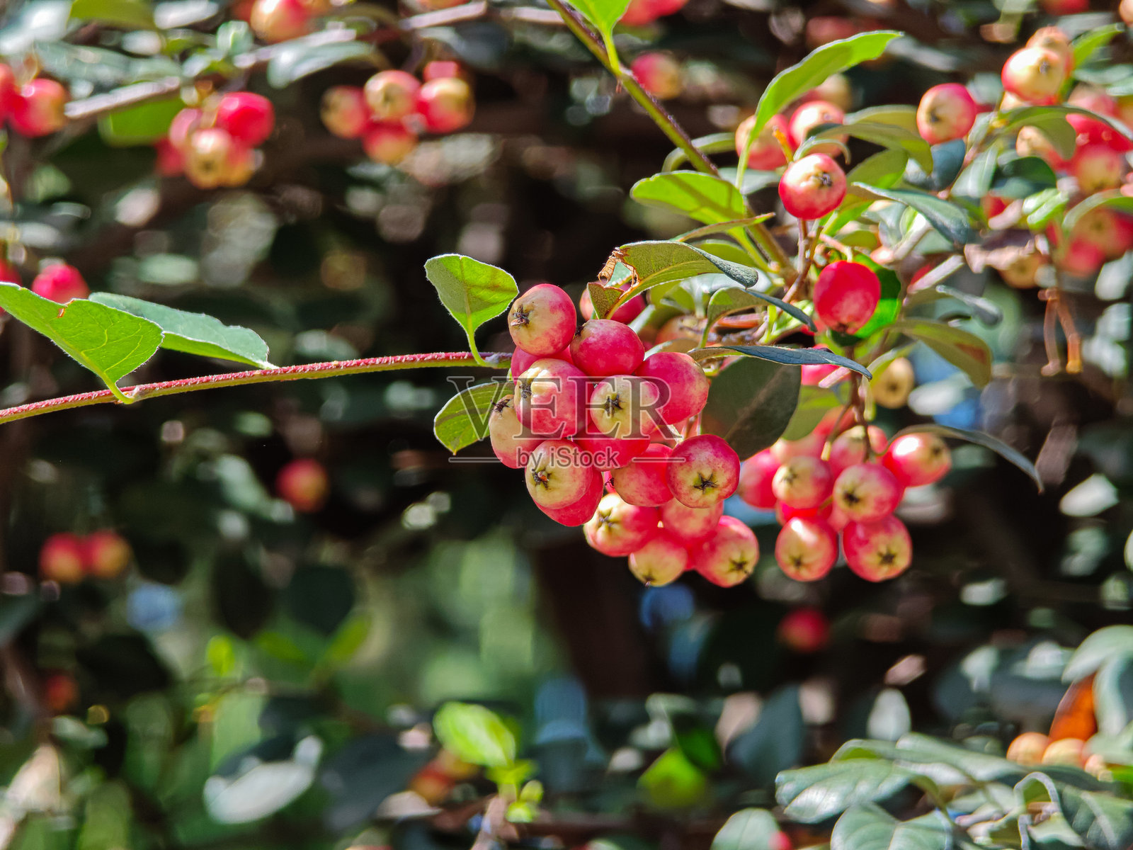 树上的粉色浆果照片摄影图片