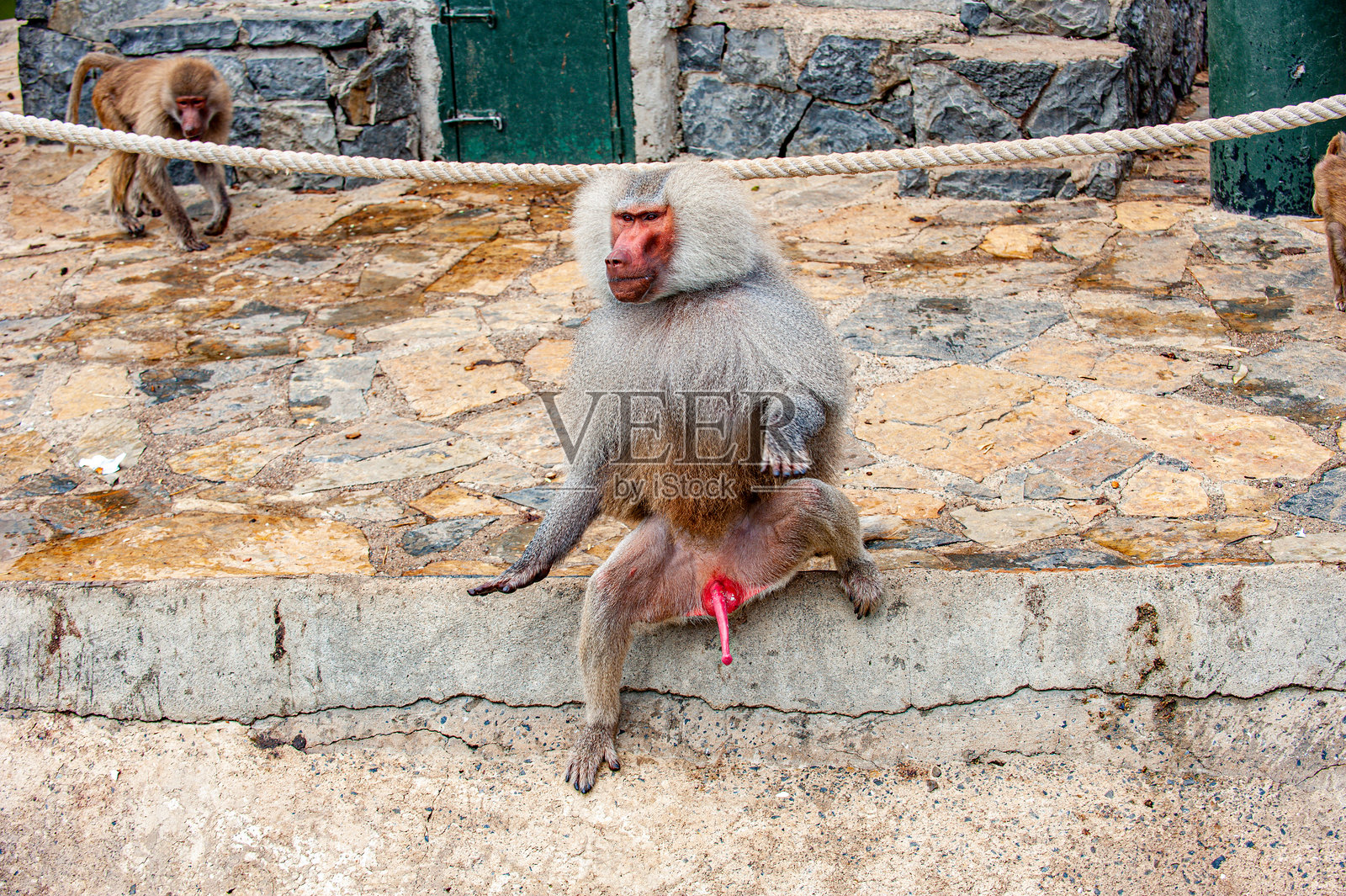 被铁笼囚禁的猴子照片摄影图片