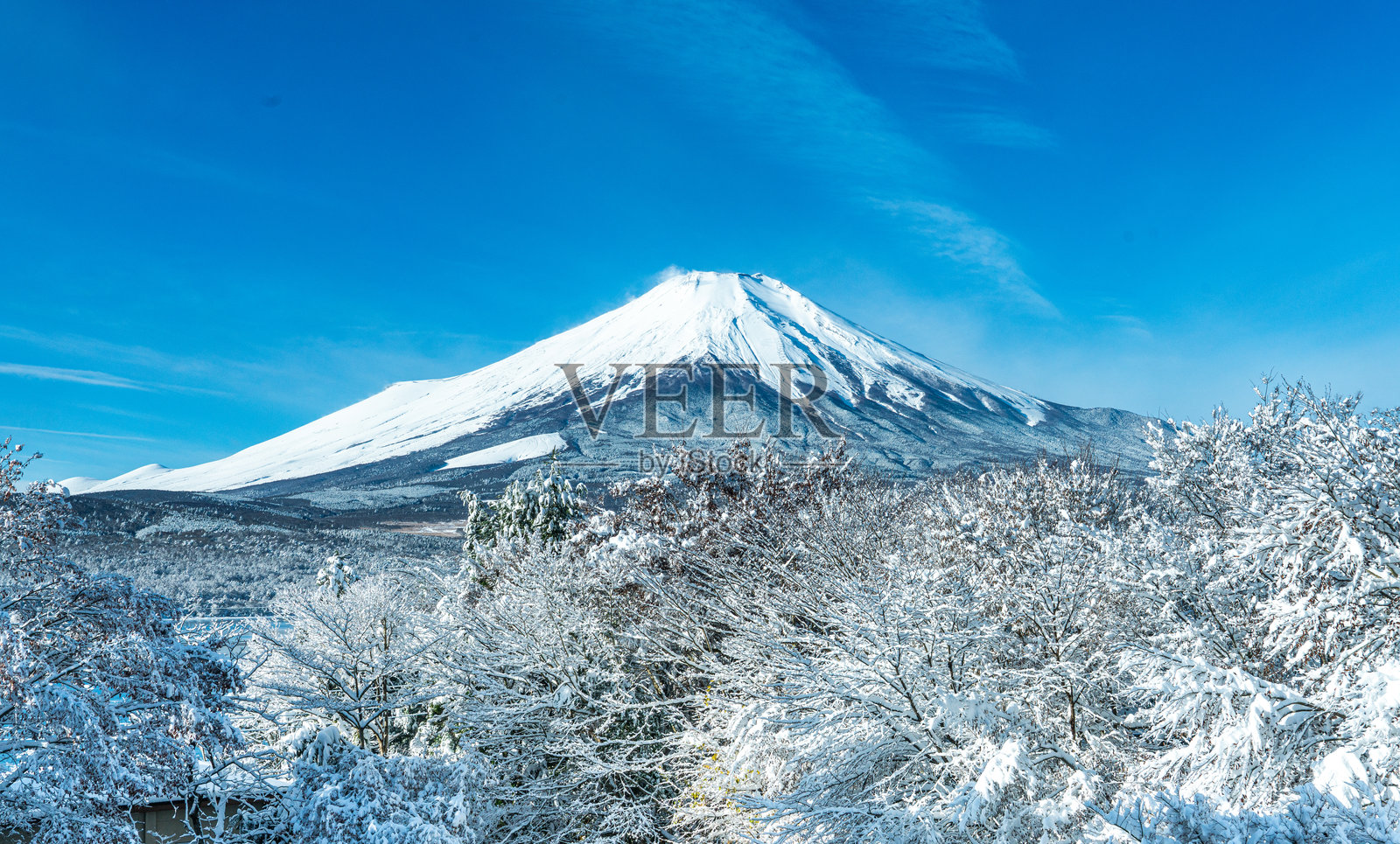日本的富士山被白雪覆盖，四周环绕着一片积雪的森林，蓝天清澈，营造出宁静的冬季景观。照片摄影图片