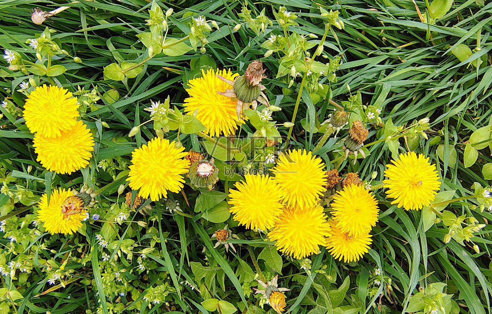 绿草地上的蒲公英特写照片摄影图片