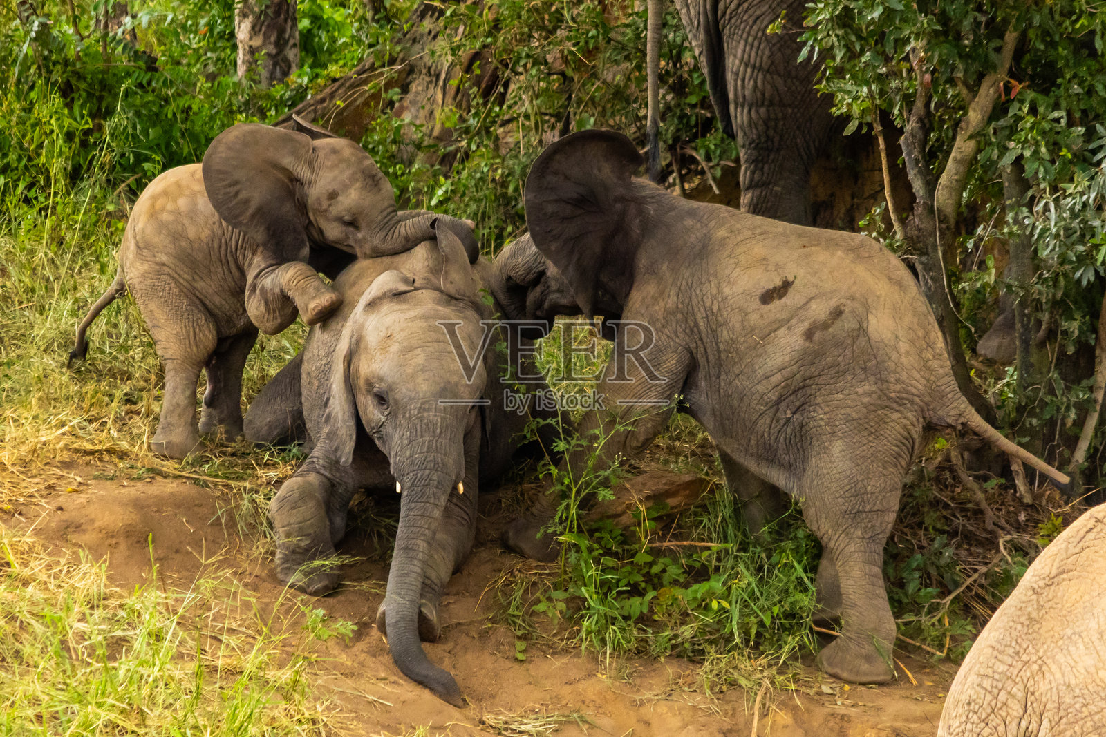 三只小象（非洲象）在玩耍照片摄影图片