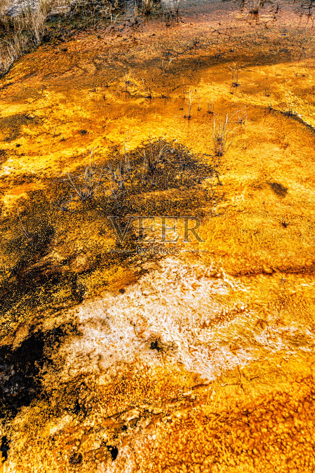 新西兰北岛陶波的奥拉基科拉科公园地表特写。照片摄影图片