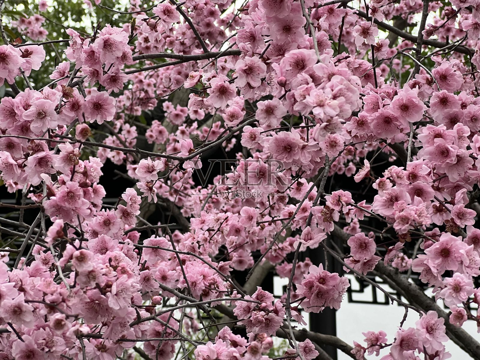 江苏省春季的花卉盛开照片摄影图片