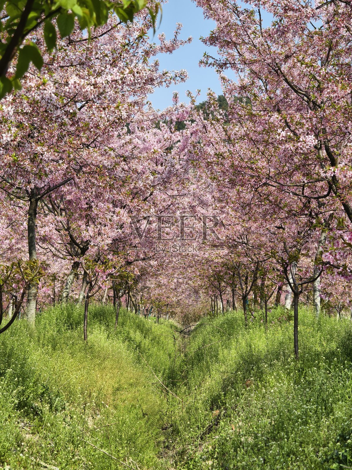 江苏省春季的花卉盛开照片摄影图片