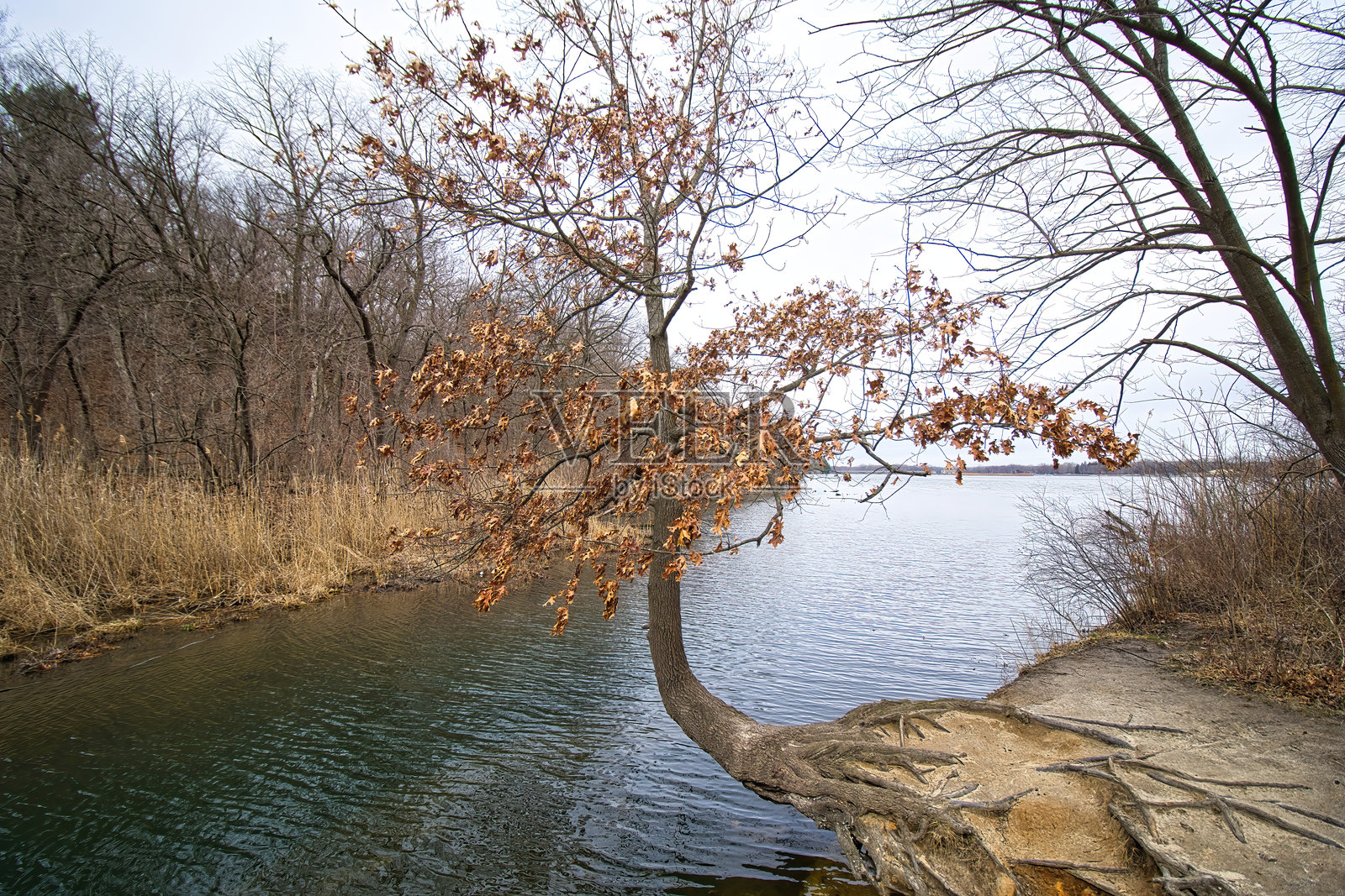 星饿岩河边的奇特树木照片摄影图片