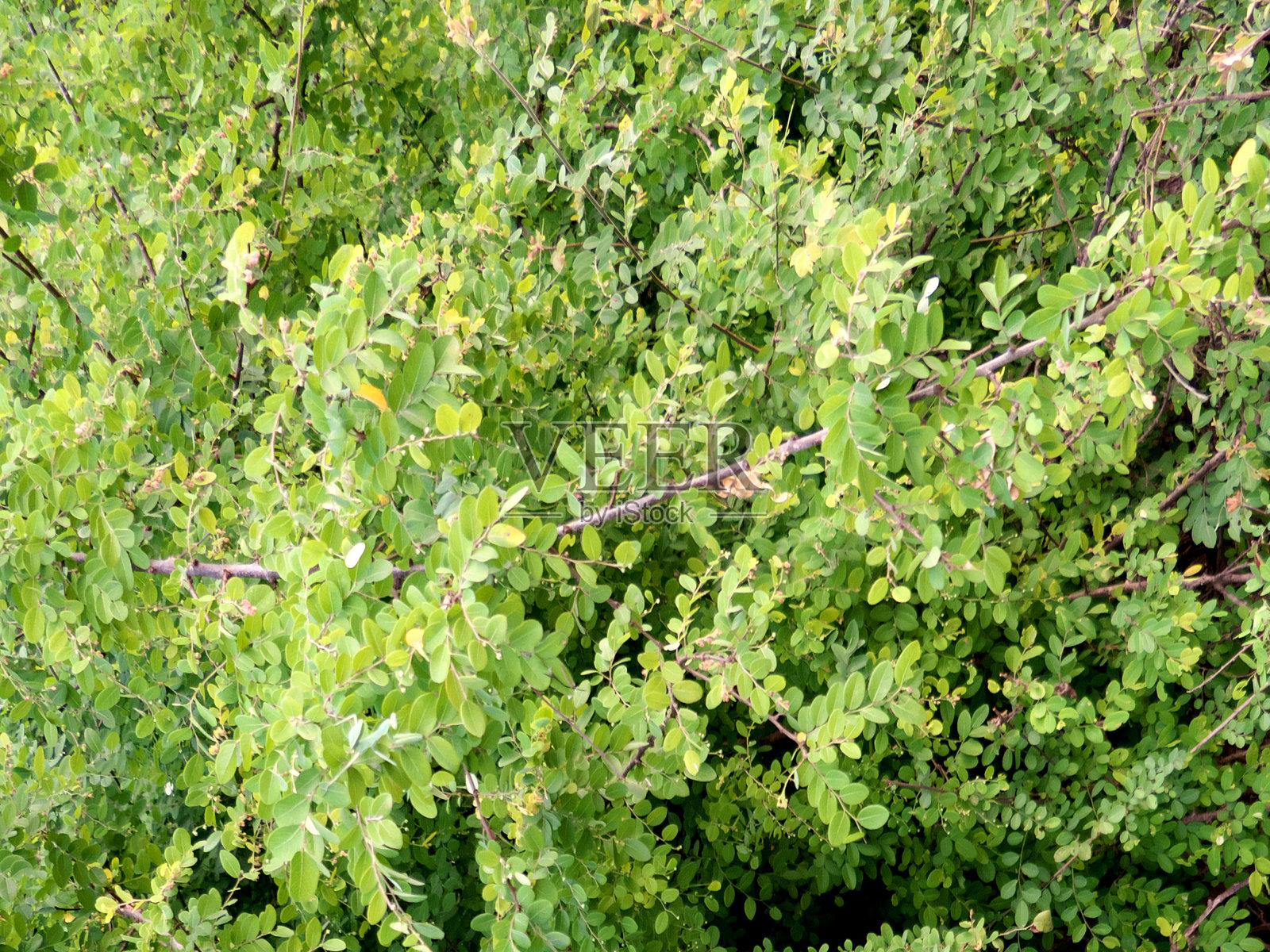 网状叶木或黑蜜灌木植物照片摄影图片