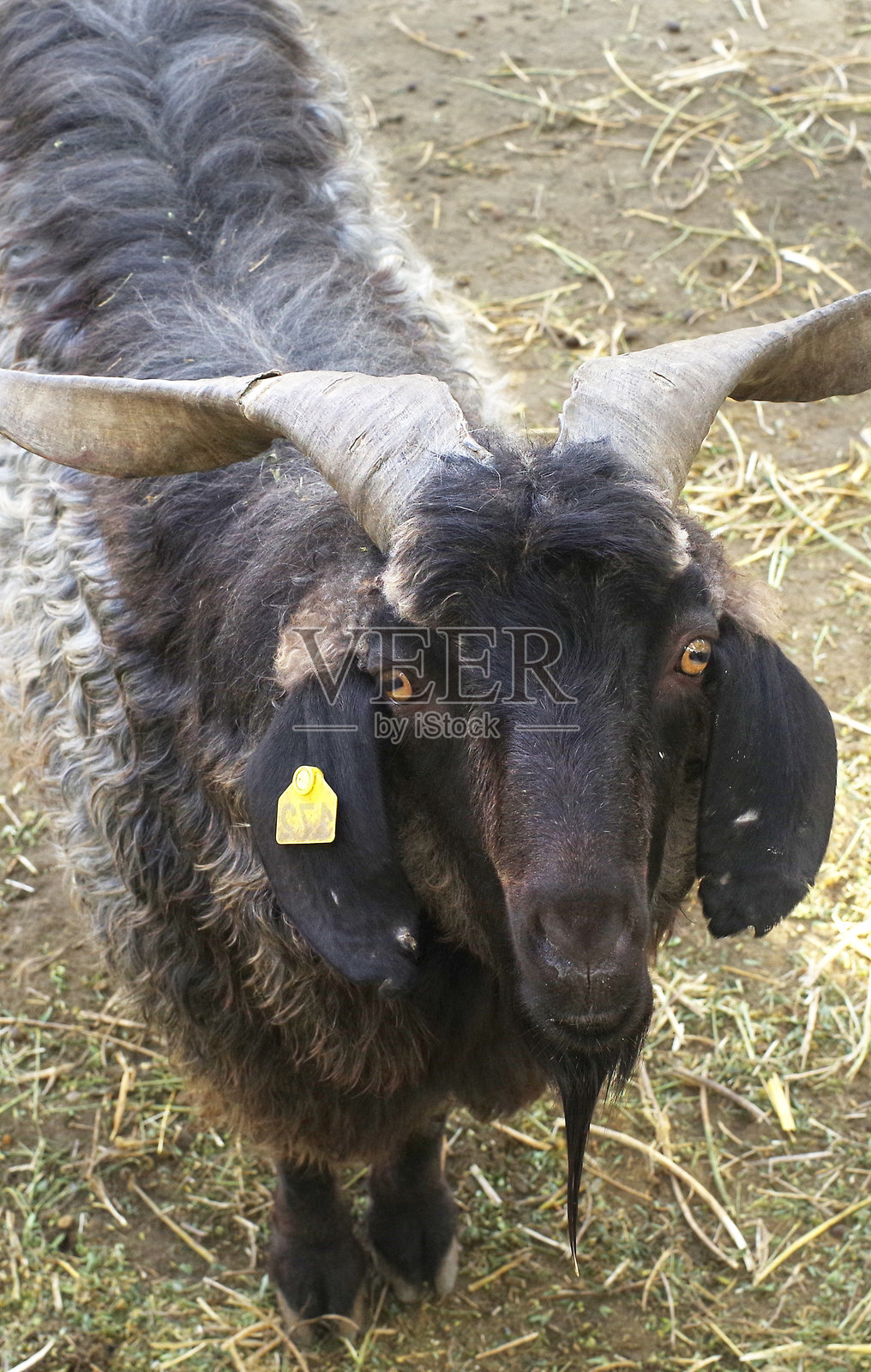 可爱的黑山羊在农场的栅栏旁张望照片摄影图片