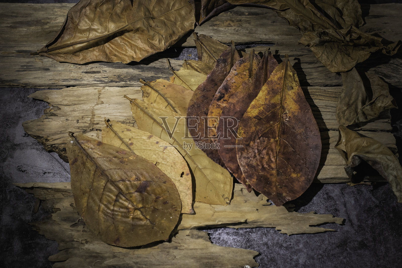 植物学照片摄影图片