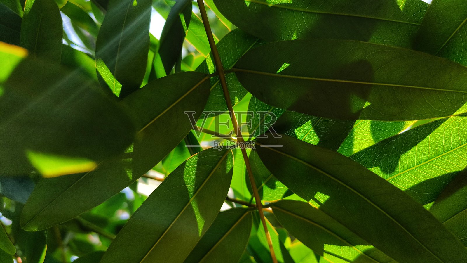 绿色叶子背景照片摄影图片