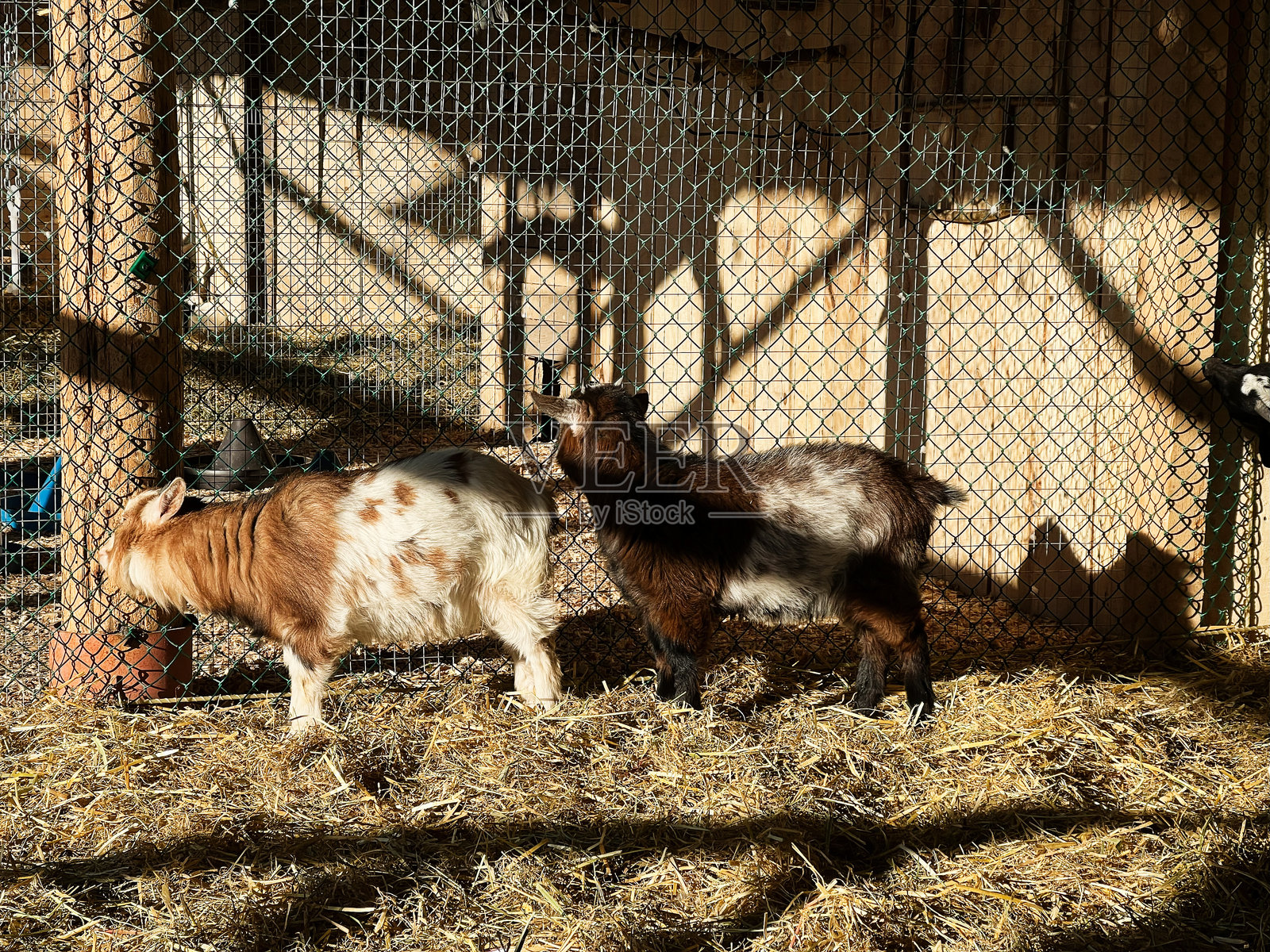 两只山羊在阳光照射的围栏内，周围有干草和金属围栏。照片摄影图片
