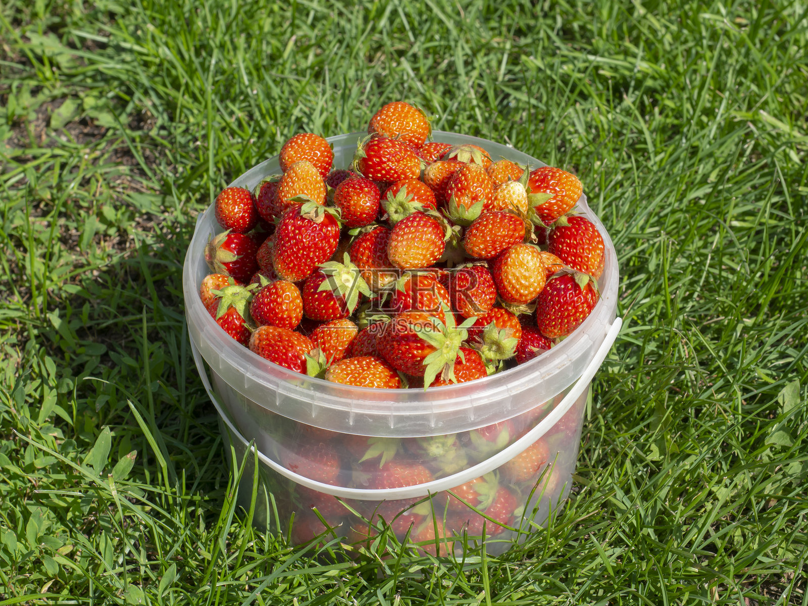 一桶浆果，园艺草莓，丰收。照片摄影图片