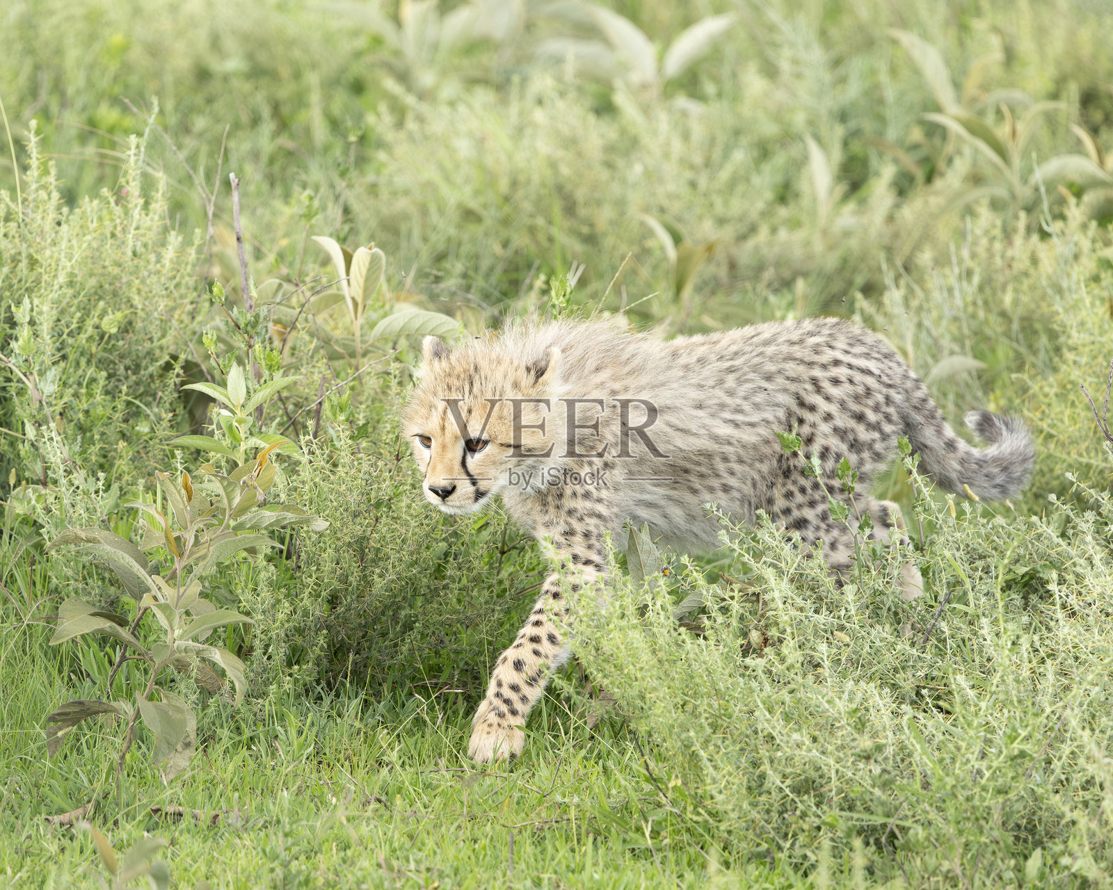 猎豹幼崽，Acinonyx jubatus，正在走动：坦桑尼亚，恩杜图照片摄影图片