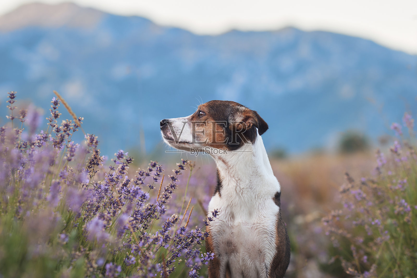 杰克罗素梗在宁静的薰衣草田中照片摄影图片