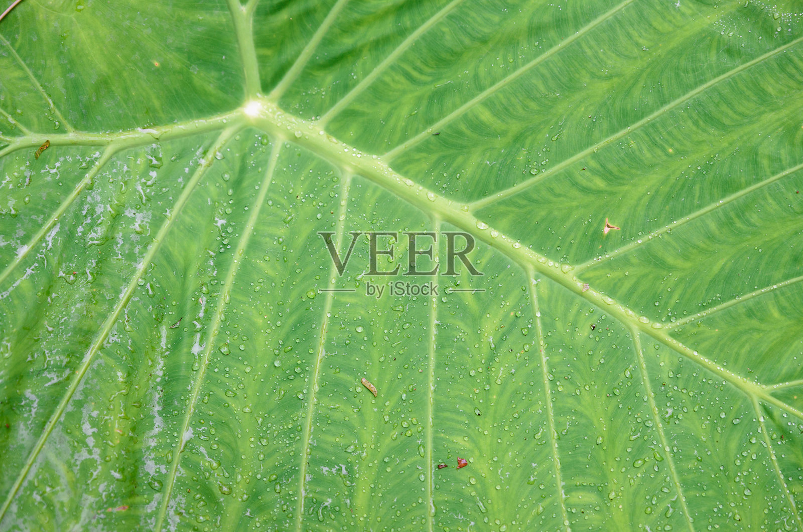 绿叶上的水滴特写镜头。照片摄影图片