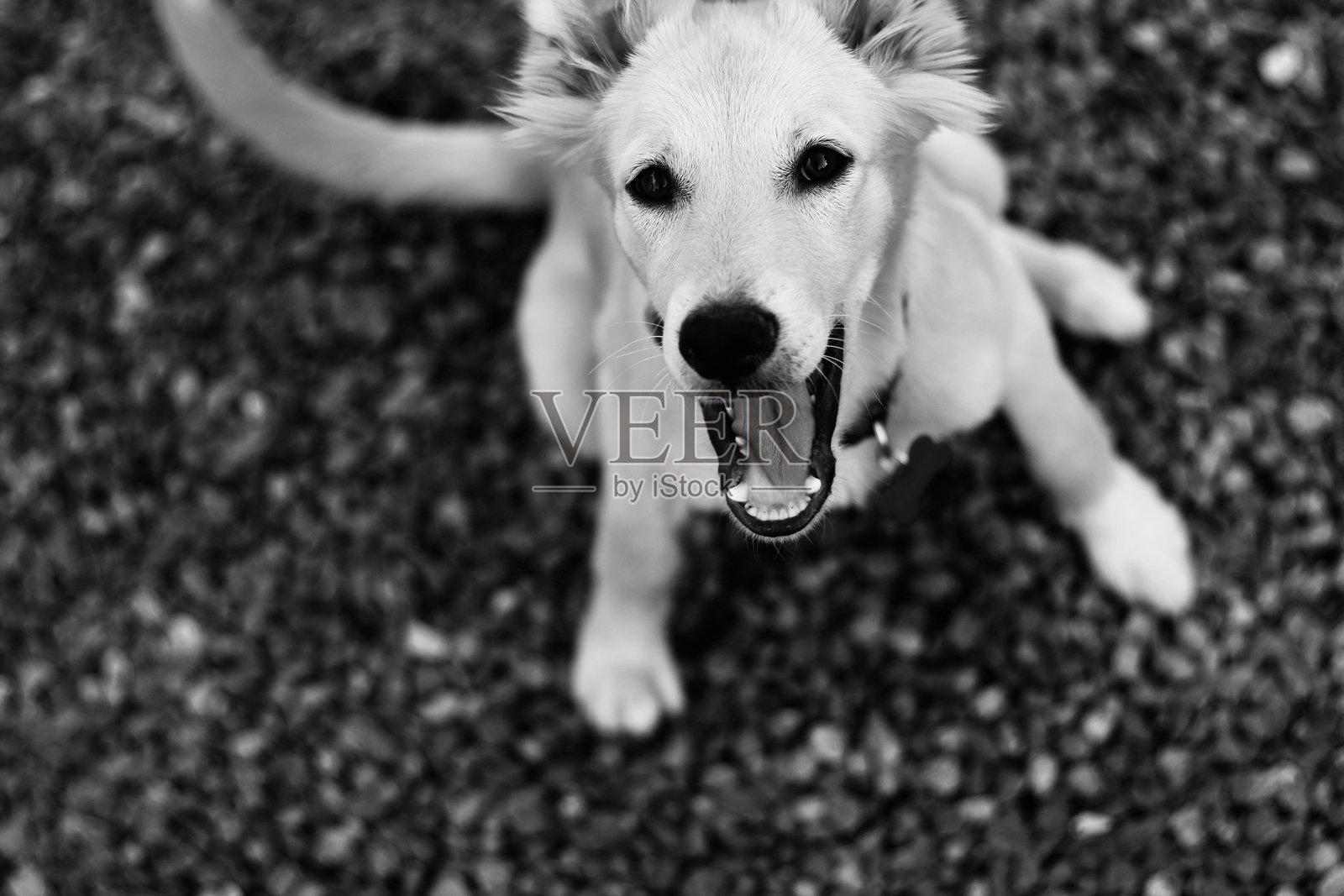 小狗的微笑照片摄影图片