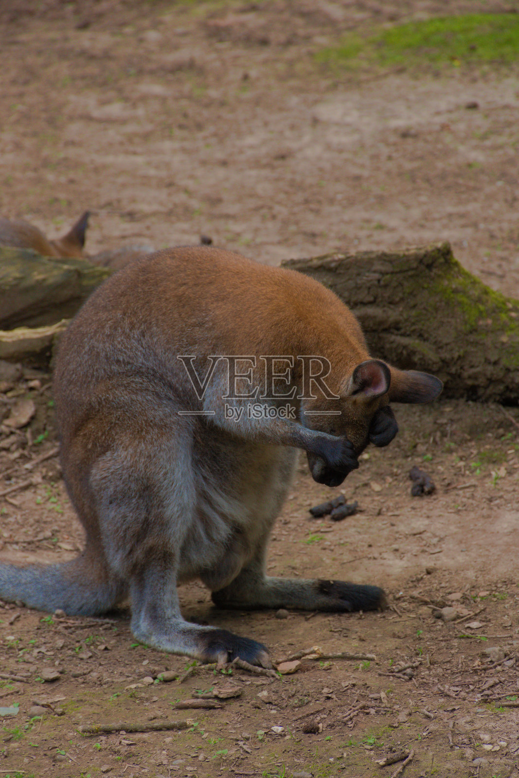 袋鼠用爪子擦脸照片摄影图片