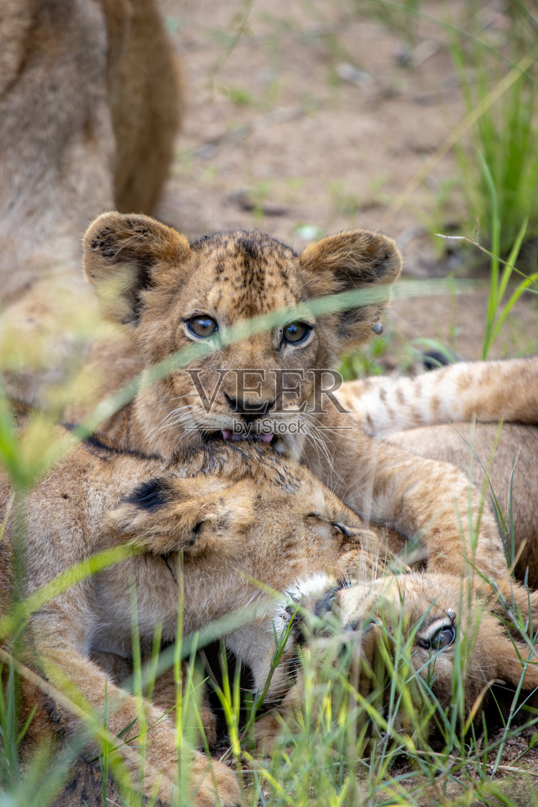 狮子幼崽照片摄影图片