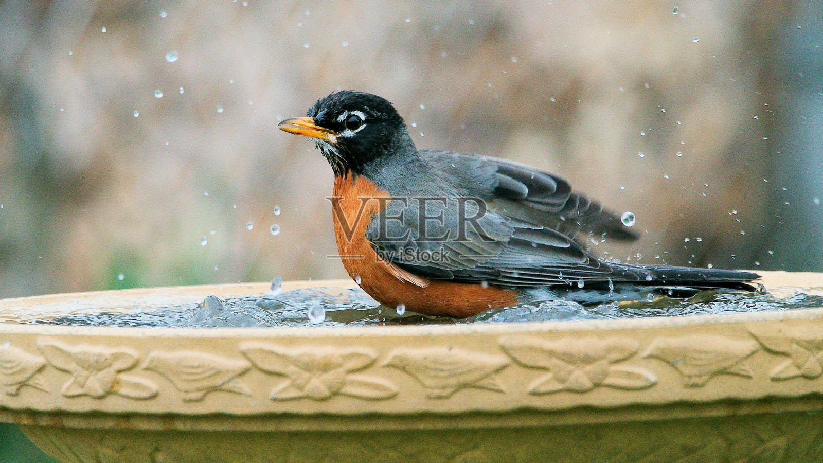 在后院的鸟浴中栖息的知更鸟。照片摄影图片