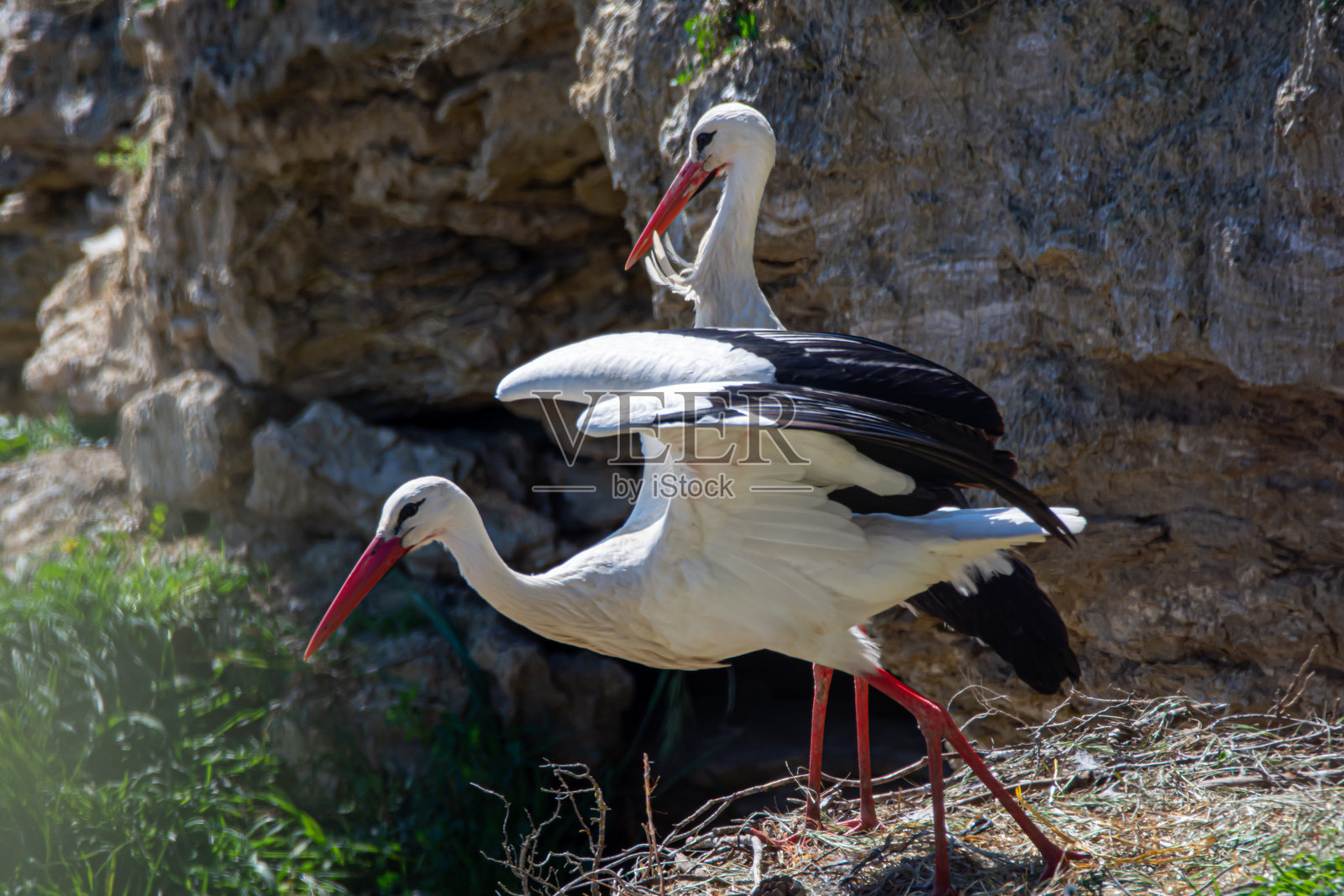 高处的鹳：山中的巢照片摄影图片
