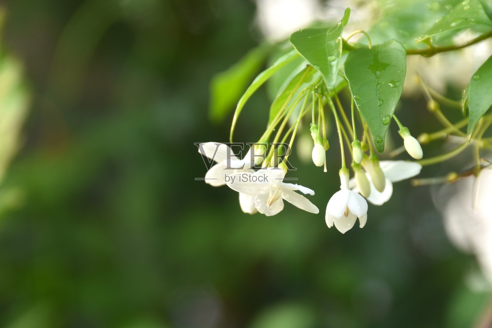 野生水梅白花，水滴悬挂在随风摇曳的枝头。照片摄影图片