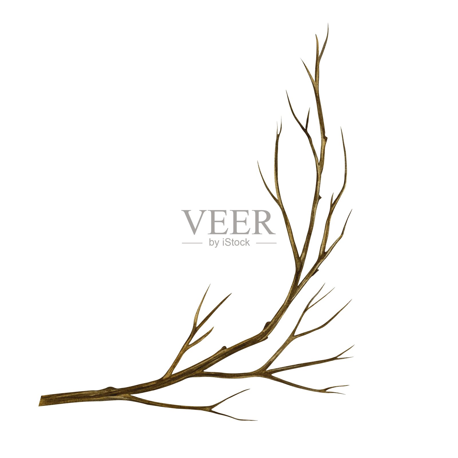 一根光秃的树枝。手工水彩插图。自然元素的彩色图像。孤立的。适用于明信片、印刷品、横幅和海报。插画图片素材