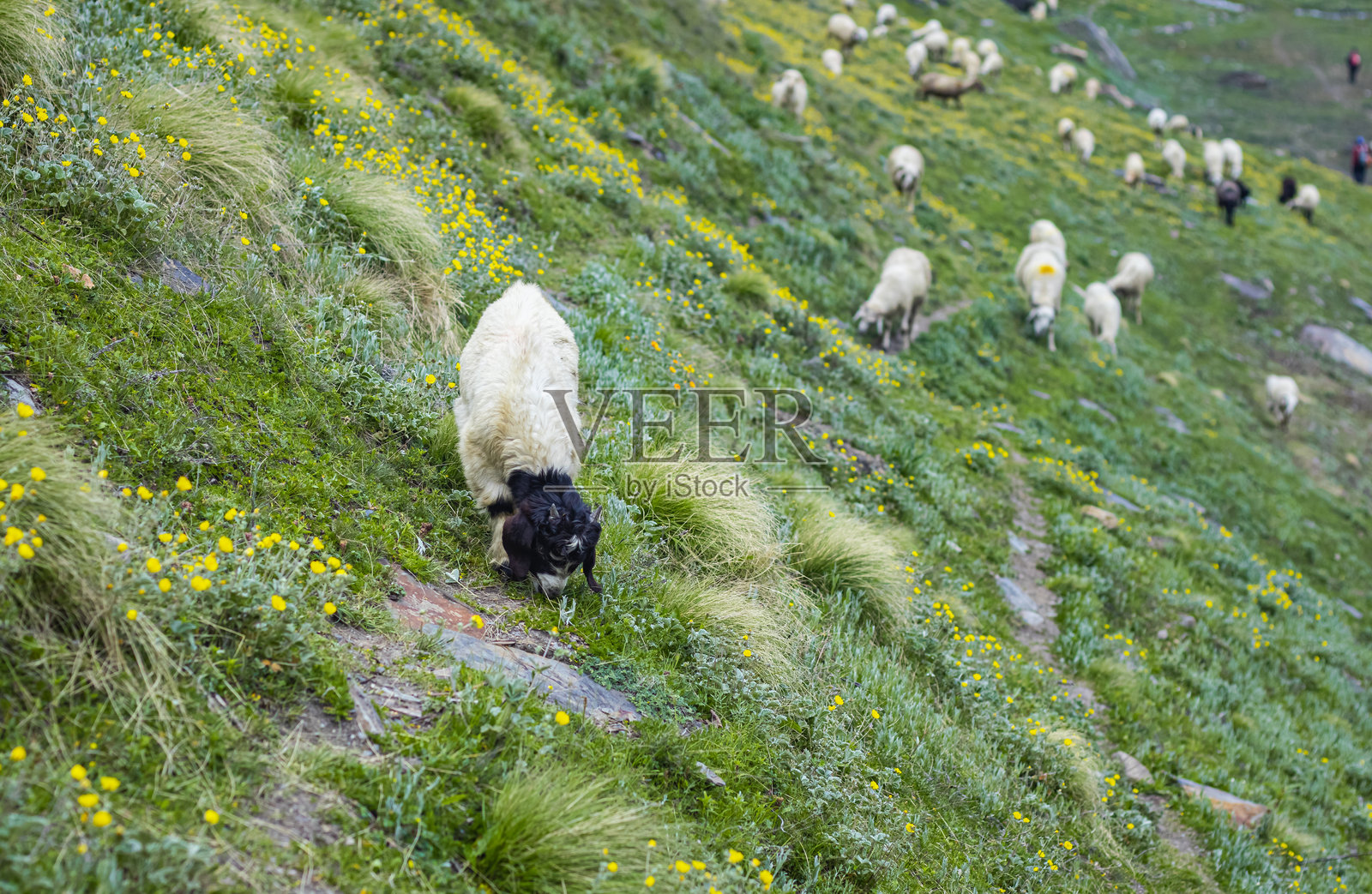 一只羊在高山草甸上吃草。绿色的草地上开满了黄色的花。照片摄影图片