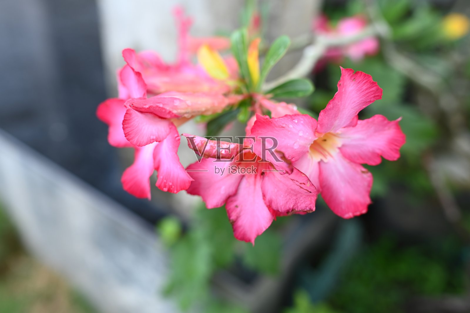 鸡蛋花特写镜头照片摄影图片