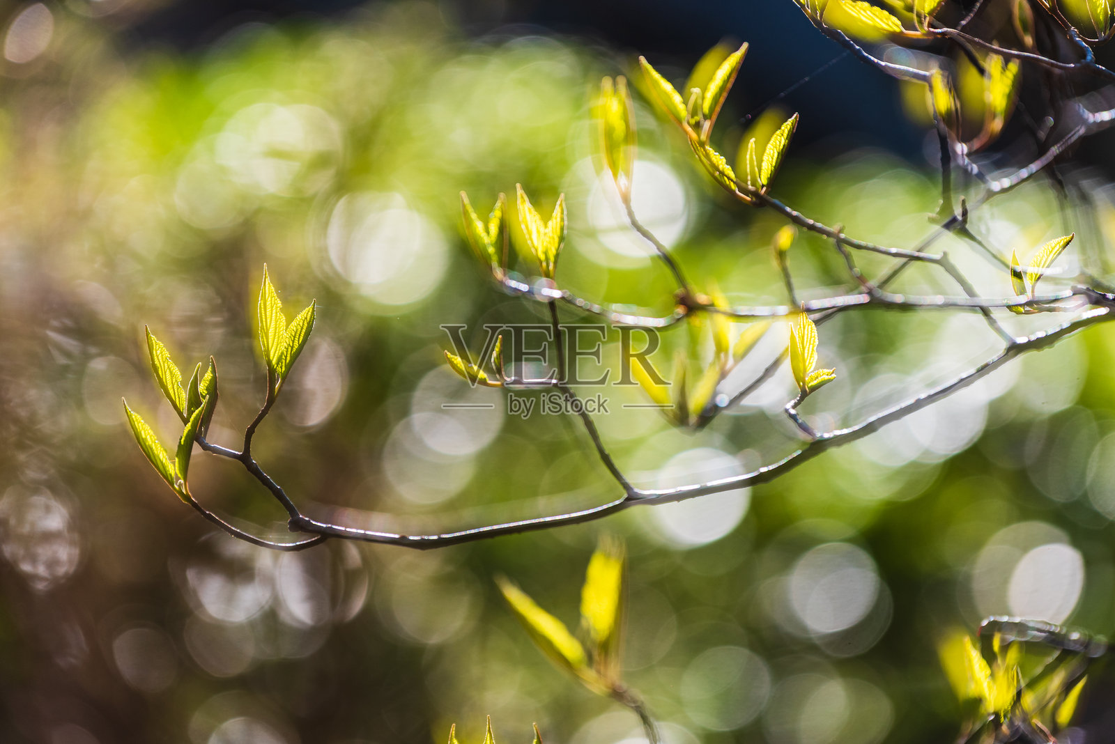 在哥德堡的植物园，春天新叶绚丽多彩地绽放，营造出一种生机勃勃的氛围。照片摄影图片