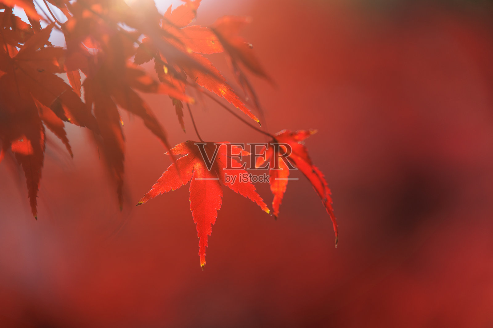 红色枫叶，背景模糊，留有文字空间，适合京都秋季旅游宣传。照片摄影图片