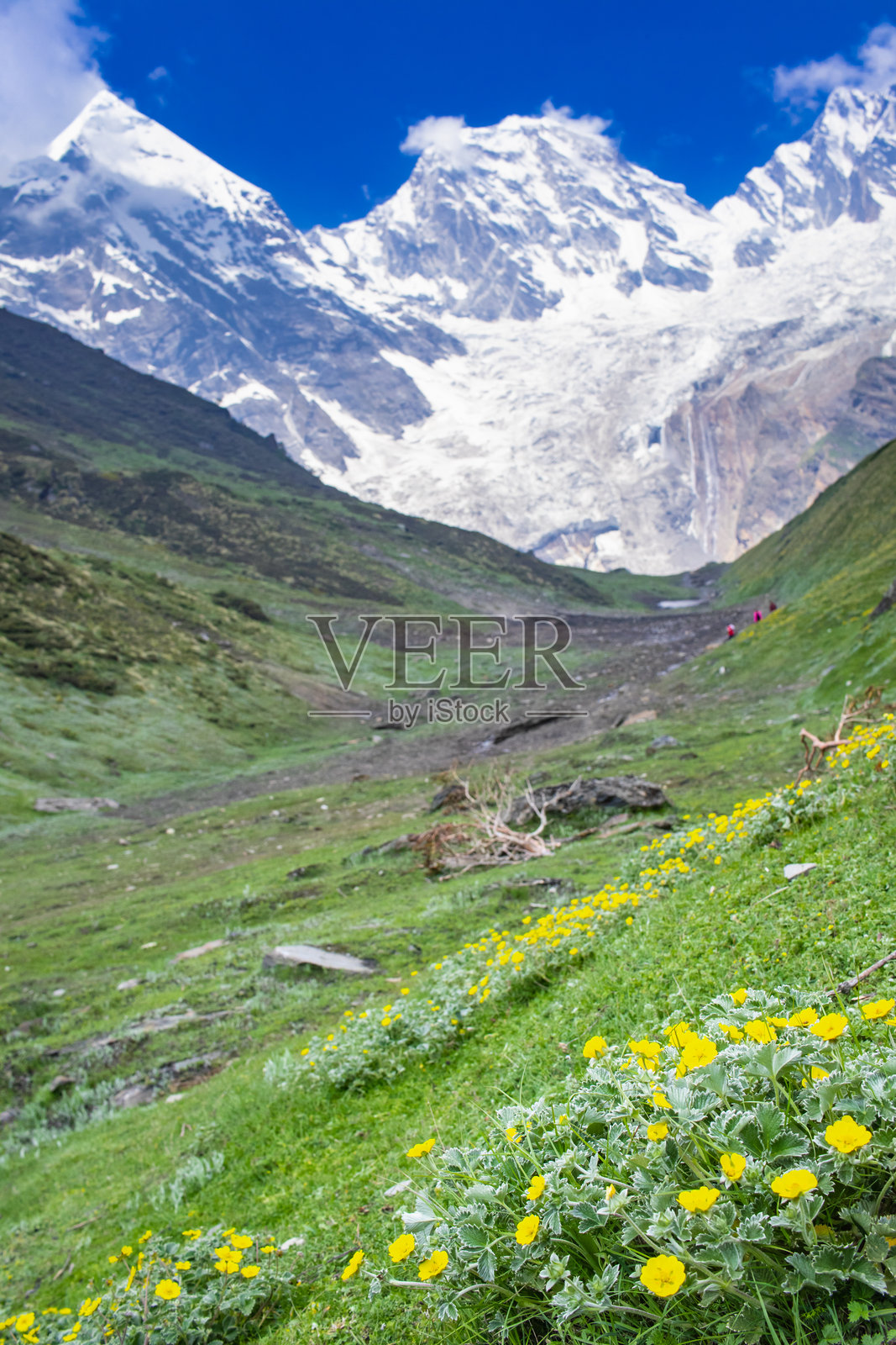 郁郁葱葱的达尔马谷，雪覆盖的喜马拉雅潘查丘利山峰从其大本营可见。草地上开满了鲜花。照片摄影图片