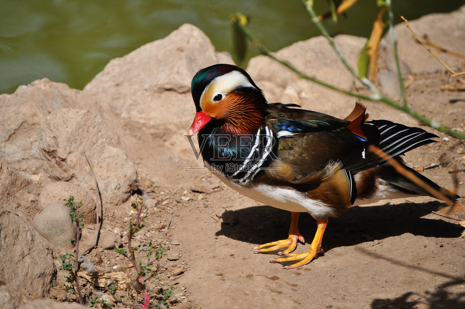 鸳鸯 - Aix galericulata，一种因其美丽而受到珍视的鸟类照片摄影图片