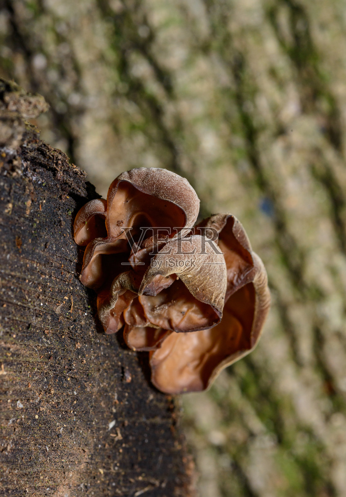 耳状耳菌 - 生长在老树桩上的腐生真菌，敖德萨照片摄影图片