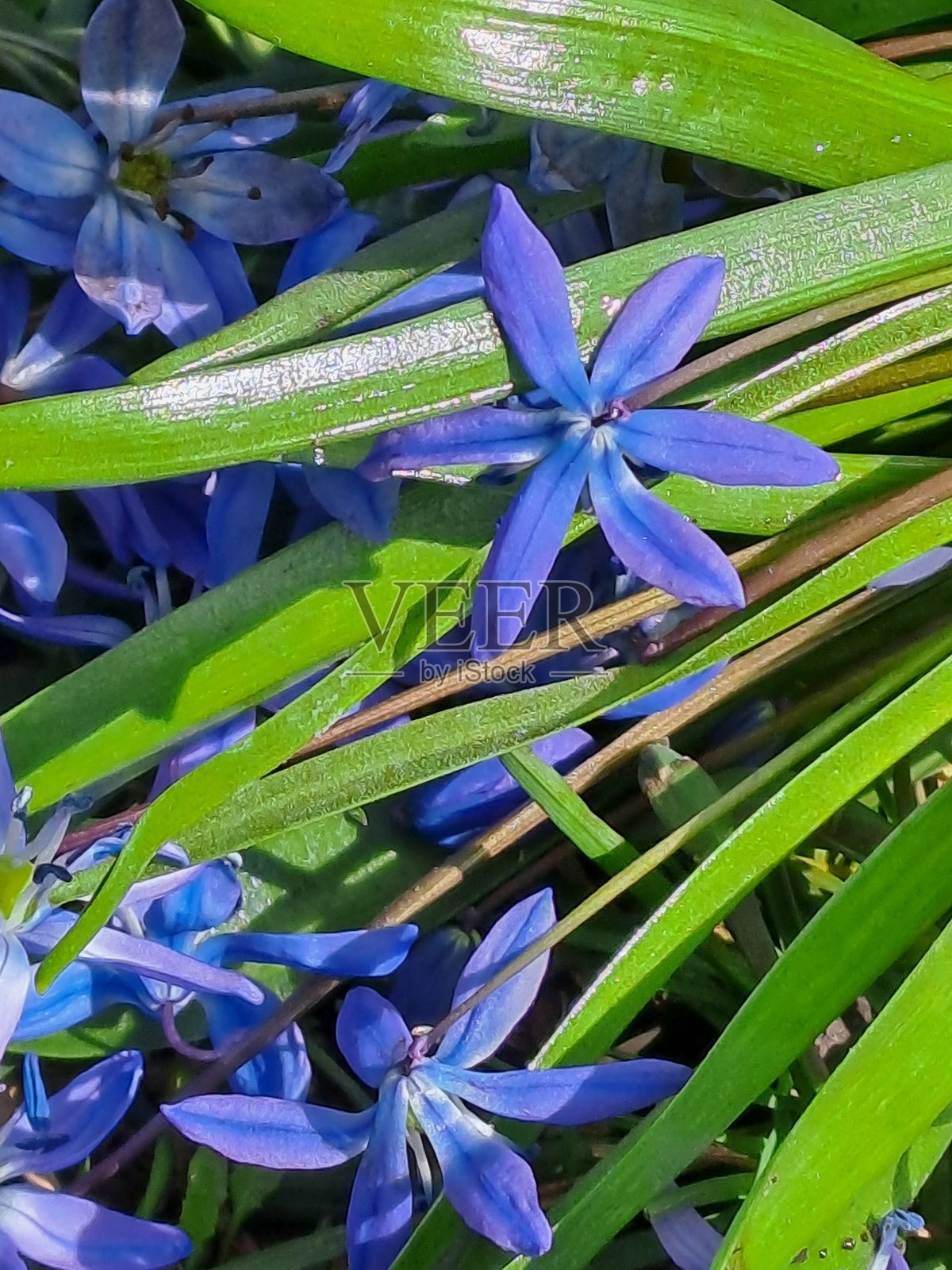 花朵，春天，绿色照片摄影图片