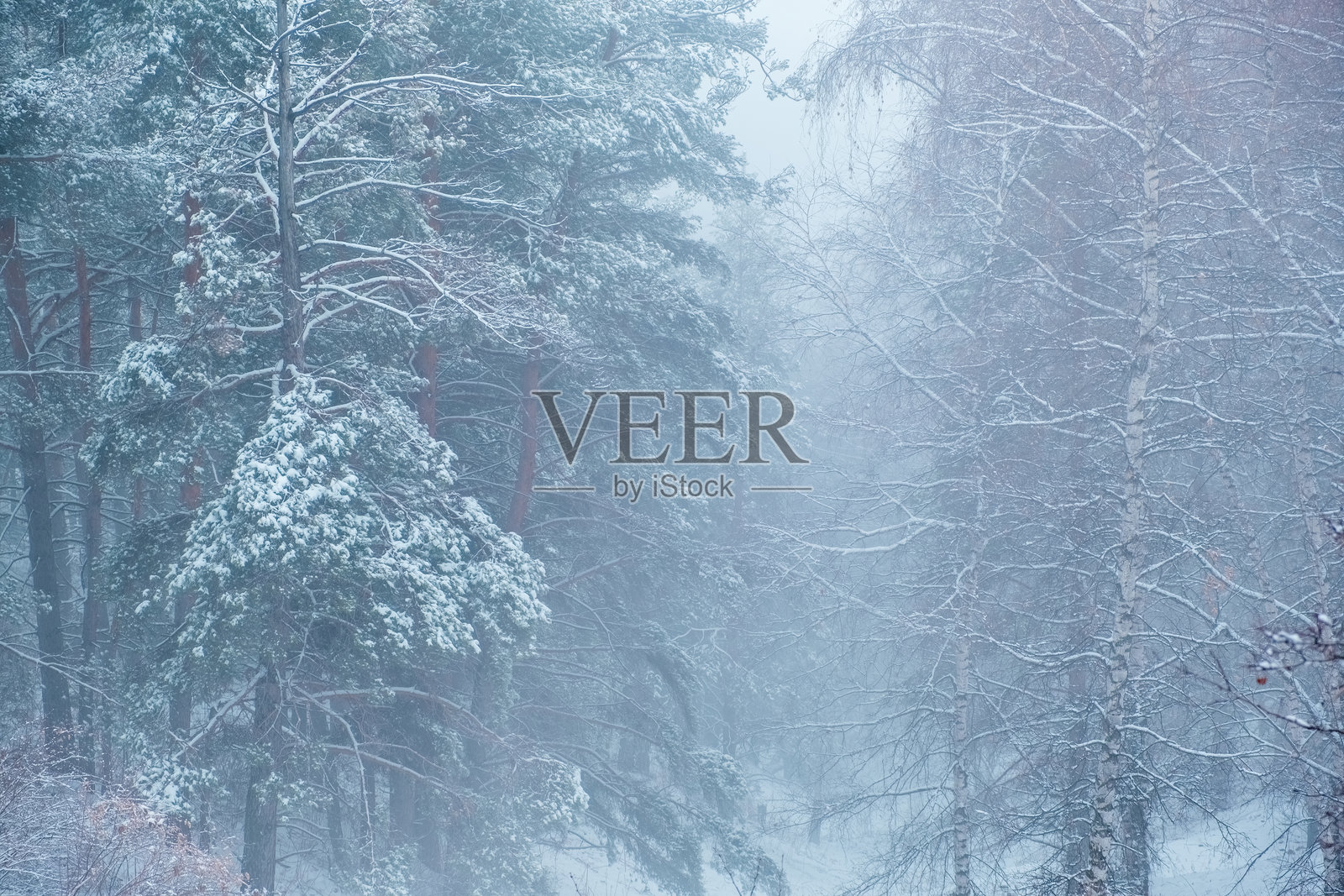 雾蒙蒙的冬季山林风景照片摄影图片